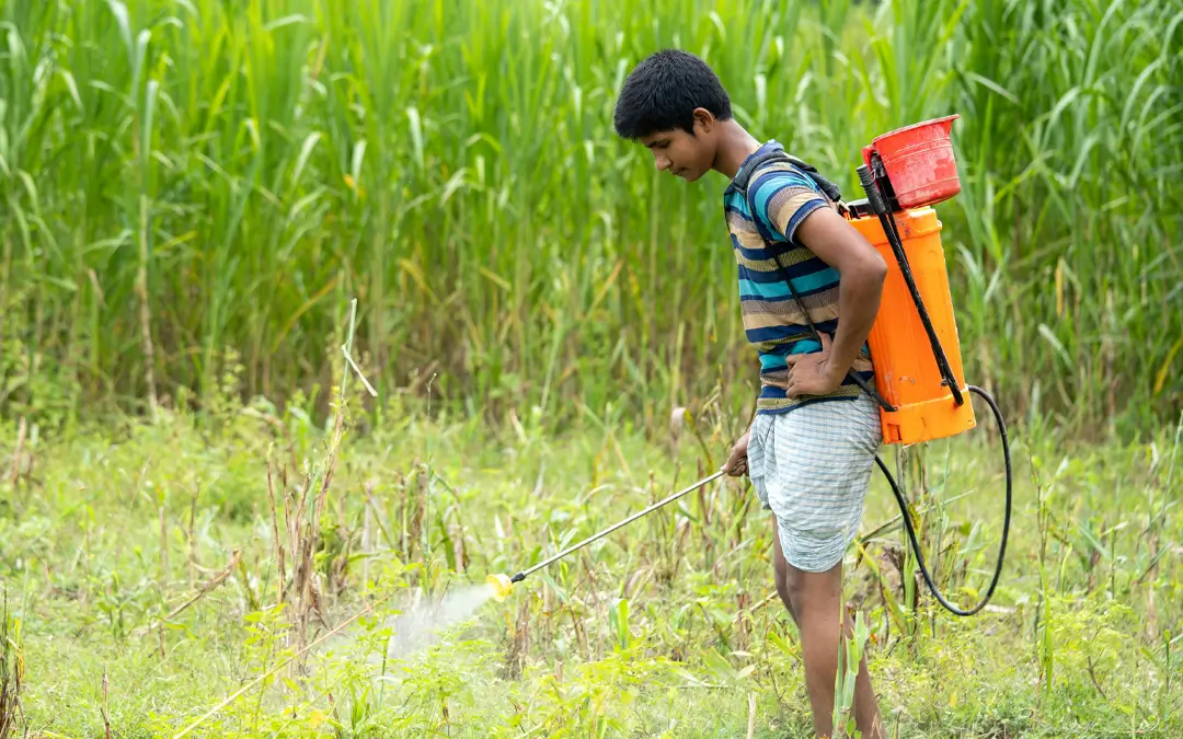 menino na lavoura borrifando veneno